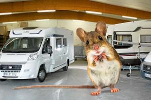 Schutz vor Ungeziefer