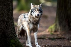 Die Hürden für Abschüsse von Wölfen sollen kleiner werden.