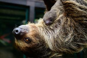 Die Faultiermama hatte schon im vergangenen Jahr ein Junges zur Welt gebracht.
