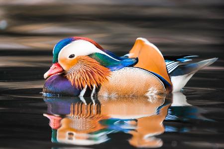 Jetzt auch Farbtupfer in Europa