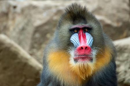 Mandrill