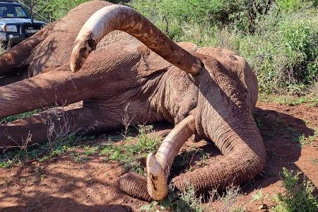 Craig zeugte mehrere Kälber und trug damit zur Weitergabe seltener genetischer Merkmale bei.