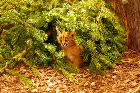 Das Karakal-Jungtier Karlos kam im November zur Welt. (Handout)