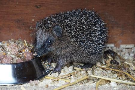 Darf man Igel füttern?