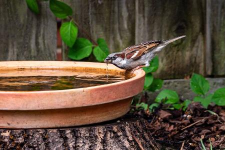 Wasserstelle für Vögel