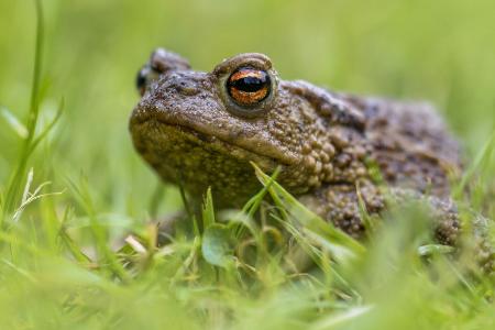 Reptilien und Amphibien