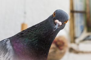 Taube schaut neugierig in die Kamera