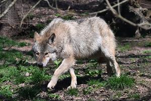 Der Wolf ist zurück in Deutschland - was längst nicht jeden freut. (Archivbild)