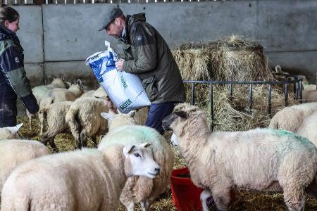 Ungewohnter Royal-Anblick: Prinz William hilft auf dem Bauernhof aus