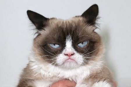 Alles für die Katz'