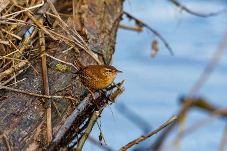 Sich freuen wie ein Schneekönig