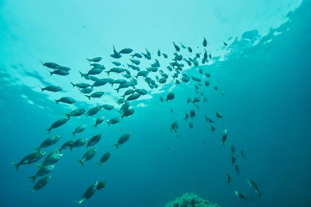 Fischschwarm im Ozean