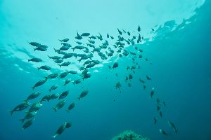 Fischschwarm im Ozean