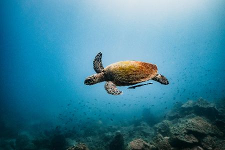Schildkröte schwimmt im Ozean