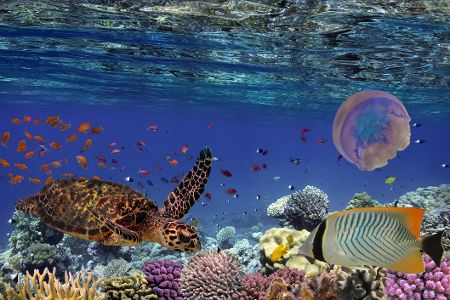 Artenvielfalt im Ozean