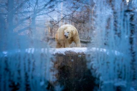 Ein Eisbär läuft bei winterlichen Temperaturen durch sein Gehege im Tierpark Hellabrunn in München. 