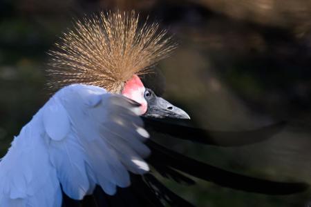 Eine Kronenkranich-Henne steht im Zoo Dresden im Gehege. 