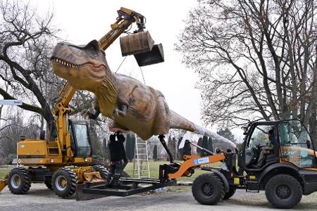Dino am Haken: Die Nachbildung eines Tyrannosaurus Rex wird für die Ausstellung 