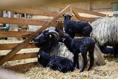 Schwarze Lämmchen stehen neben ihrer Mutter in der Lüneburger Heide. 