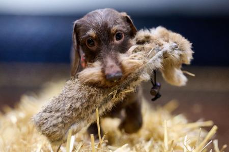 Dackel Bosse beim Presserundgang
