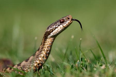Kreuzotter (Vipera berus)