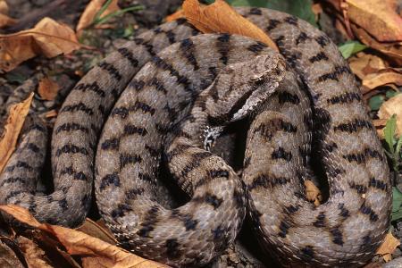 Aspisviper (Vipera aspis)