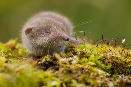 Spitzmaus (Soricidae)