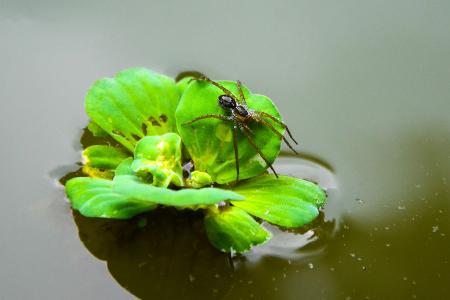 Abtauchen mit acht Beinen