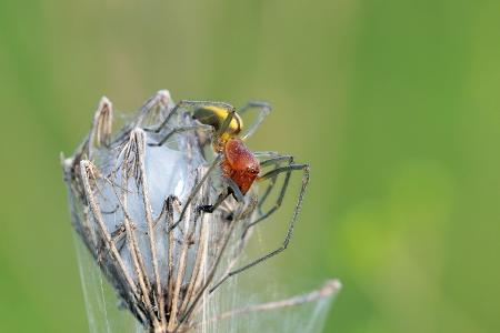 Bissfolgen verschmerzbar