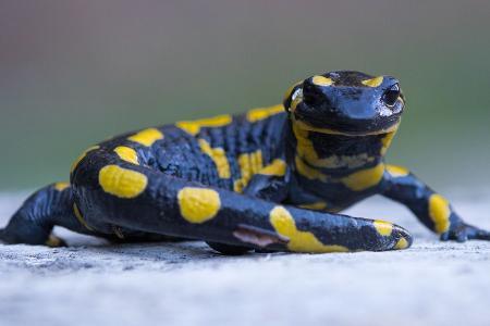 Kleiner Schuhverkäufer