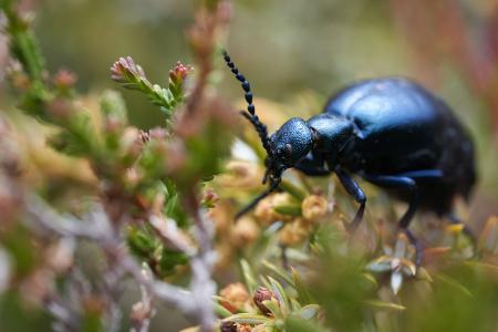 Schwarzblauer Ölkäfer (Meloe proscarabaeus)