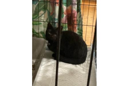 Die zweite gerettete Katze