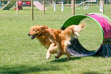 Wohnmobil-Touren November - Hunde Camping