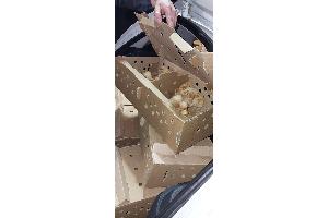 Transportbox mit Küken