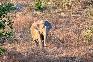 Asiatische Elefanten gelten als stark bedroht. (Archivbild)