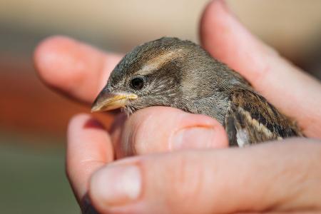 Der berühmte Spatz in der Hand