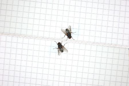Fliegen klatschen