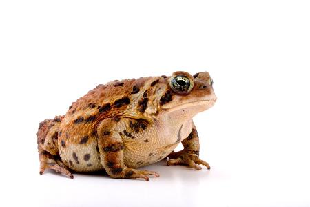 Krötige Information