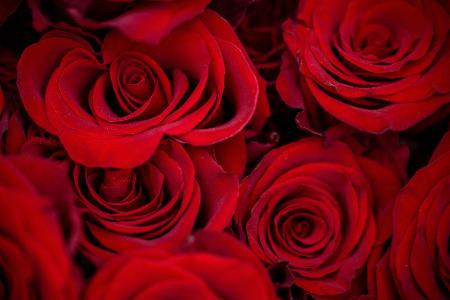 Rosen zählen zu den beliebtesten Valentinstagsgeschenken.