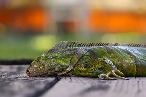 In Südflorida gelten die Tiere als Plage. (Archivfoto)