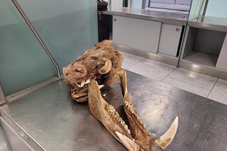 Wildschweinschädel Foto 4/4; Quelle: Zoll