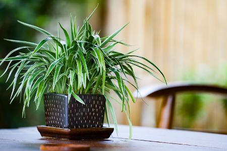 Pflanzen als Luftfilter