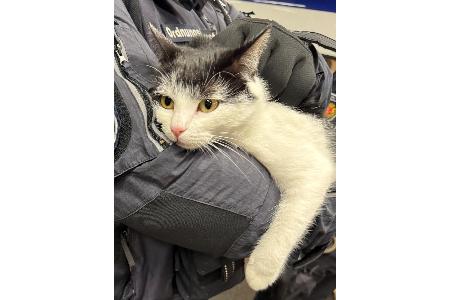 herrenlose Katze aus der Regionalbahn