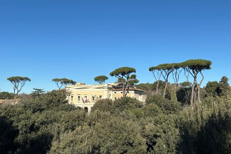 Wie Riesen ragen die Prachtpinien aus Roms Stadtbild heraus.