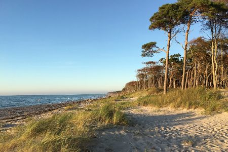 Blick auf den Ostseestrand mit Kiefern