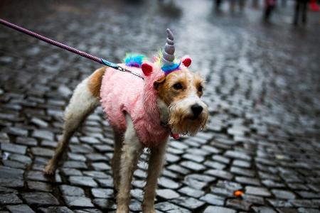 Hellau und Alaaf! Karneval bei Hundewetter.