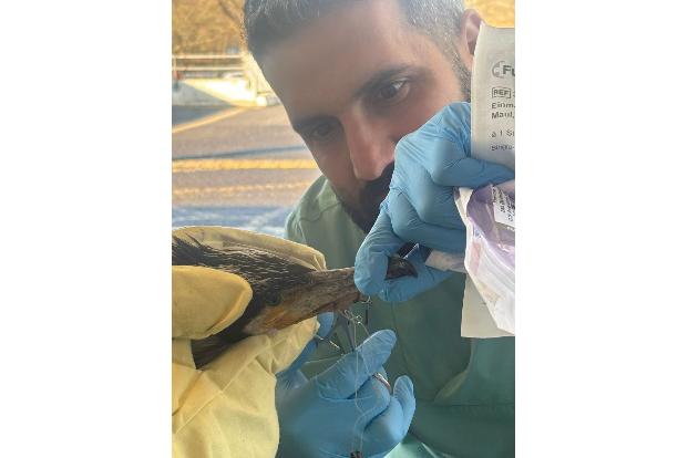 Der Vogel hatte einen für ihn gefährlichen Angelhaken im Schnabel.