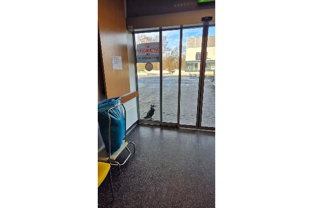 Der Kormoran stand am Sonntag vor der Notaufnahme.