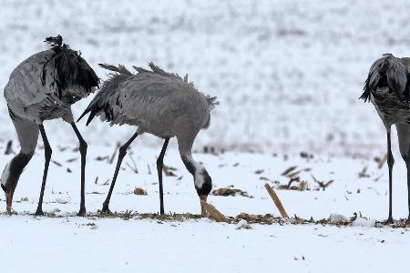 Kraniche suchen auf einem verschneiten Feld bei Kuchelmiß nach Futter. 