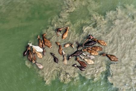 Ein Hirte wäscht sein Vieh im Fluss Brahmaputra in Indien.